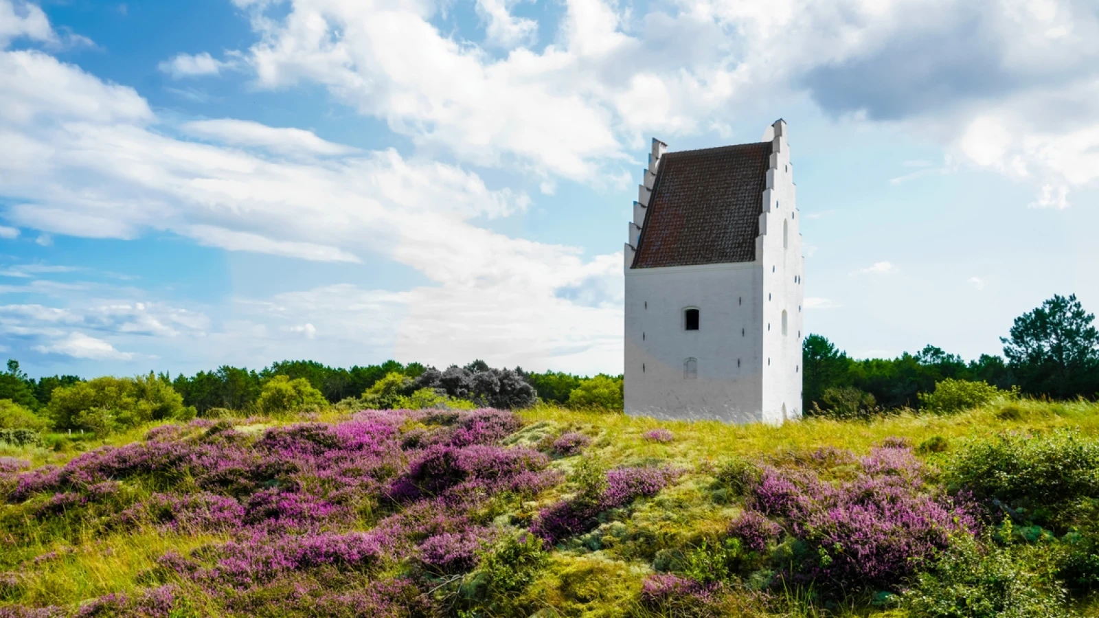 Den tilsandede Kirke når lyngen blomstrer